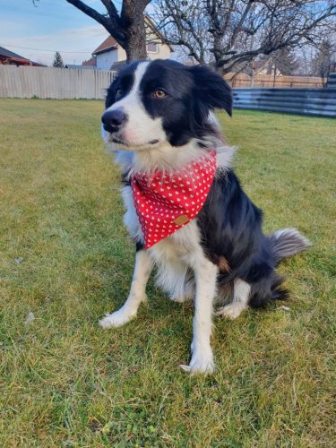 valentin kutya kendő border collie liza3, legokosabb kutyafajta