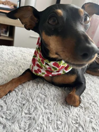 Kutya kendő cseresznye