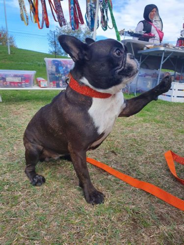 tökfej nyakörv és póráz francia bulldog