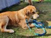tollas nyakörv és póráz labrador