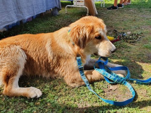 tollas nyakörv és póráz labrador