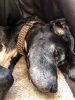 vadoc-kutya-nyakorv-orias-schnauzer