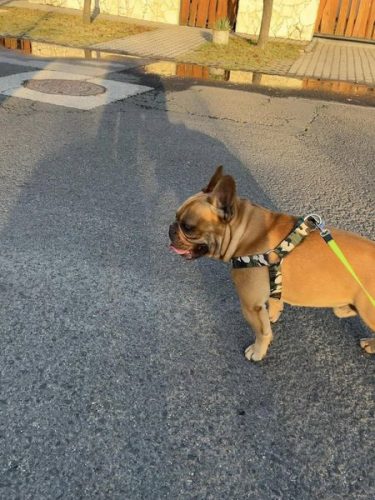 terepen nyakörv vizsla