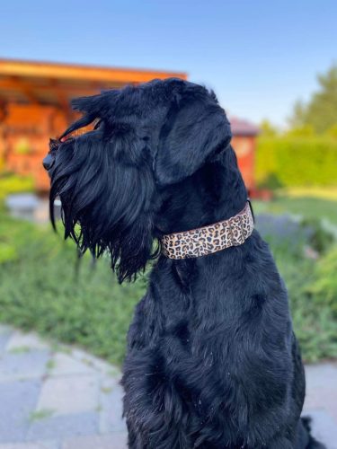 vadoc-nyakorv-orias-schnauzer