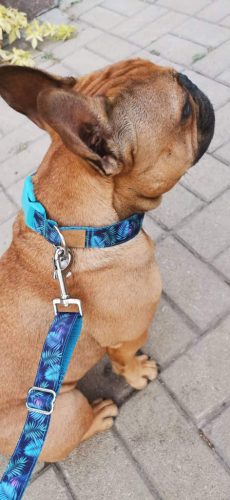 tropusi-kutyanyakorv-poraz-francia-bulldog-kutya2