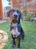 trópusi széles nyakörv labrador
