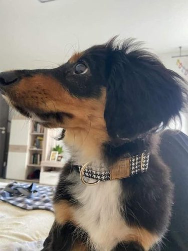 tyúkláb széles nyakörv + póráz beagle