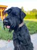 vadoc-szeles-nyakorv-orias-schnauzer1