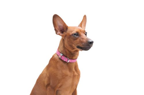 WAUDOG bőr kutya nyakörv – pink 1