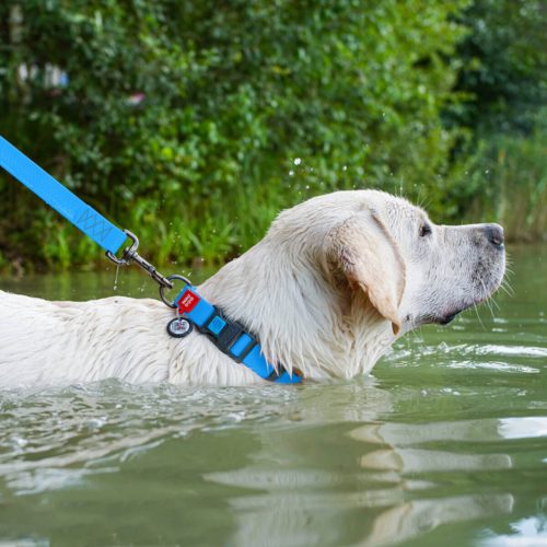 WAUDOG vízálló kutya nyakörv – kék 1