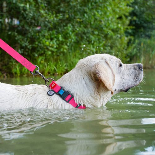 WAUDOG vízálló kutya nyakörv – pink 5