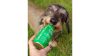 SmoothieDog-barany