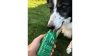SmoothieDog-barany