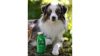 SmoothieDog-barany