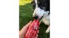 SmoothieDog