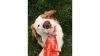 SmoothieDog