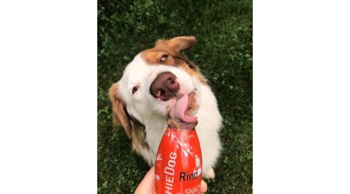 SmoothieDog