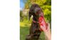 SmoothieDog - Marhahús smoothie-2022