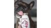 SmoothieDog Lóhús smoothie allergiás-lo-2022
