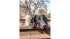 SmoothieDog-Immunio-2