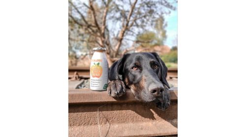 SmoothieDog-Immunio-2