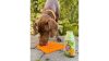 SmoothieDog-zoldseg