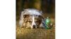 SmoothieDog - Zöldség smoothie-zoldseg-2022