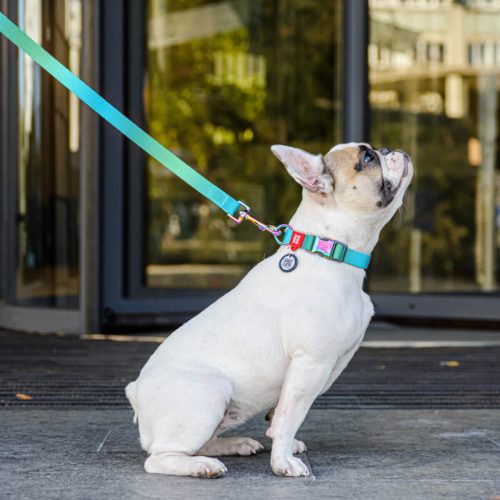 WAUDOG színátmenetes kutya póráz – kék 120cm 2
