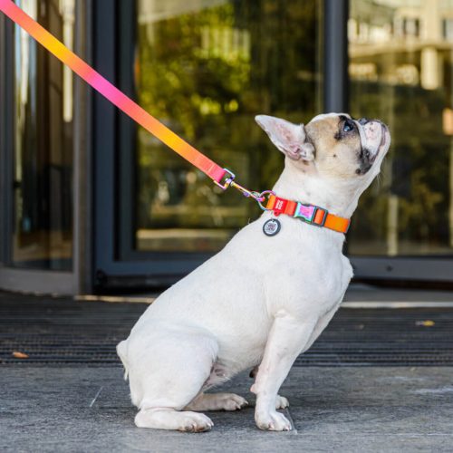 WAUDOG színátmenetes kutya póráz – narancs 120cm 3