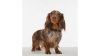 Tickless mini lila