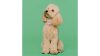 Tickless mini lila