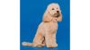 Tickless mini barack