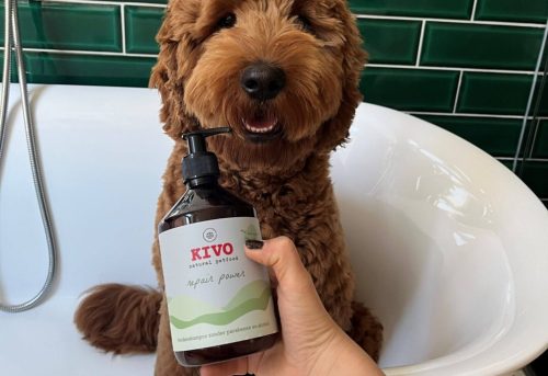 KIVO - Repair Power kutyasampon aloe verával és shea vajjal 500ml