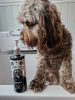 Bugalus Best in Breed sampon 500ml