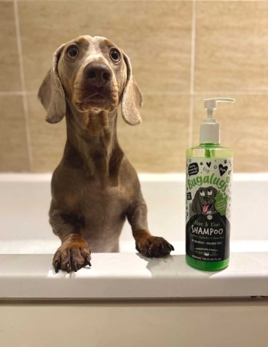 Bugalugs Aloe és kiwi nyugtató kutyasampon érzékeny bőrre 250ml