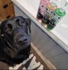 Bugalugs Aloe és kiwi nyugtató kutyasampon érzékeny bőrre 500ml