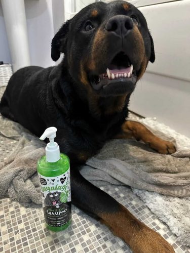 Bugalugs Aloe és kiwi nyugtató kutyasampon érzékeny bőrre 500ml