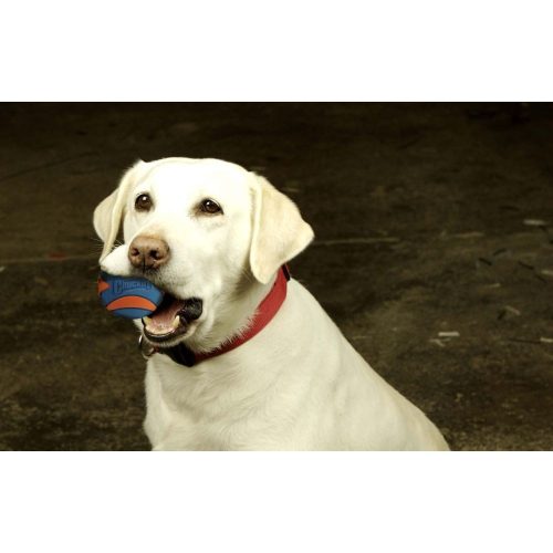 CHUCKIT ULTRA SQUEAKER SÍPOLÓS LABDA (M)