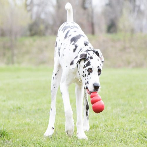 KONG CLASSIC HARANG PIROS (L)