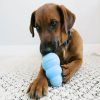 Kong Puppy Harang (M)