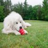 KONG CLASSIC HARANG PIROS (L)