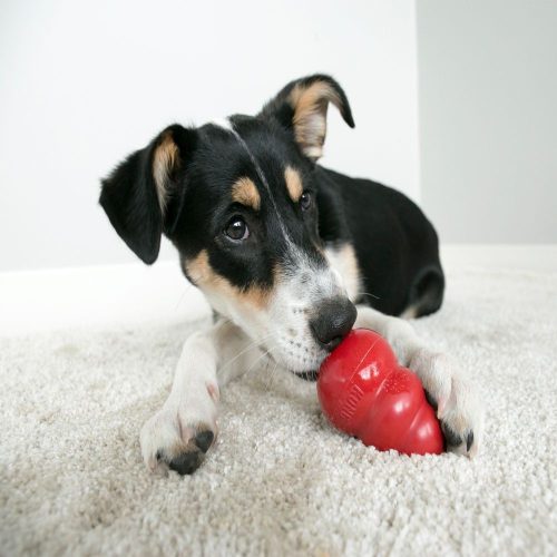KONG CLASSIC HARANG PIROS (L)