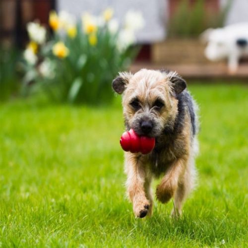 KONG CLASSIC HARANG PIROS (L)
