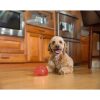 Outward Hound Orbee-Tuff Snoop S Rood (Lil’ Snoop) 1