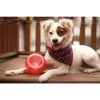 Outward Hound Orbee-Tuff Snoop S Rood (Lil’ Snoop) 3