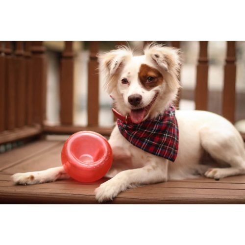 Outward Hound Orbee-Tuff Snoop S Rood (Lil’ Snoop) 3
