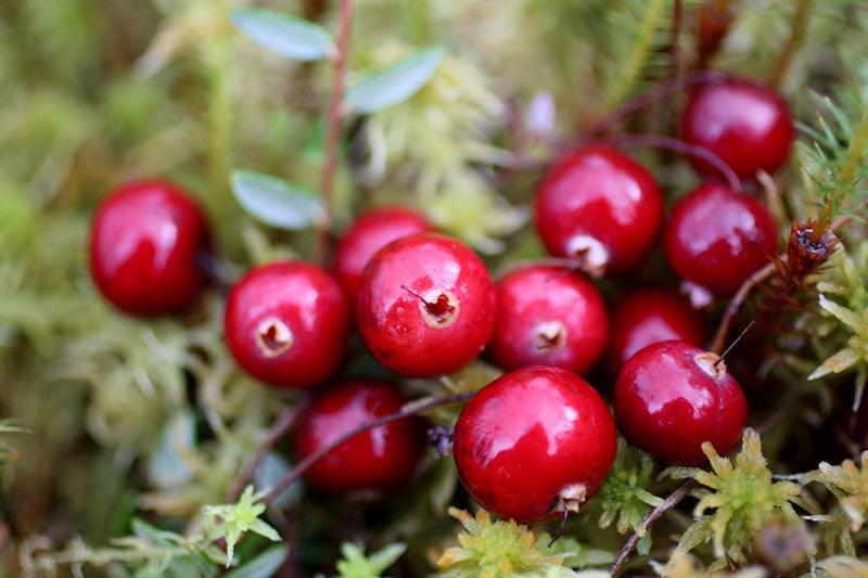cranberries.jpg