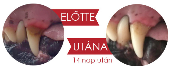 dentanol_fogko_elotte_utana.jpg