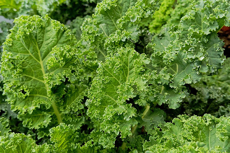 gruenkohl.webp